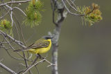 Yellow Wagtail